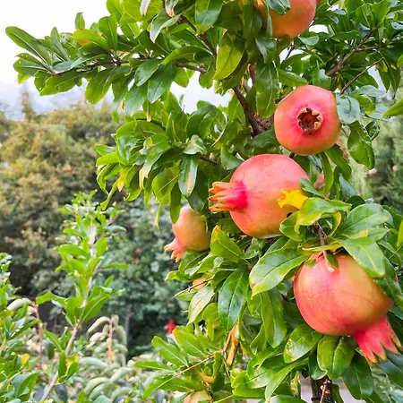 Domizil Opatija A&n, Mit Pool, Wohlfuehloase Zum Geniessen Semesterbostad